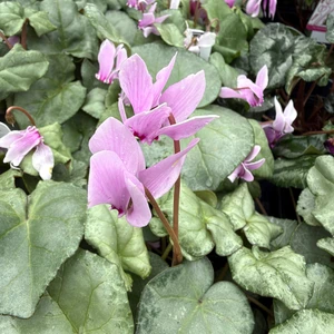Cyclamen 'Silver Leaf Light Pink'
